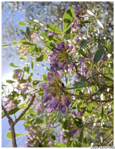 Image 39 of 39 For 10219 Rafter O