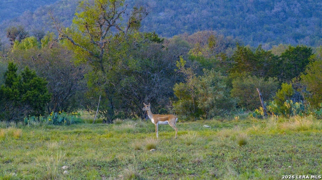 Image 54 of 77 For 000 Rm 336  