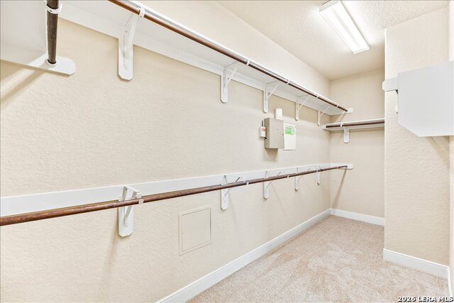 Image 36 of 74 For 3830 Ox-eye Daisy