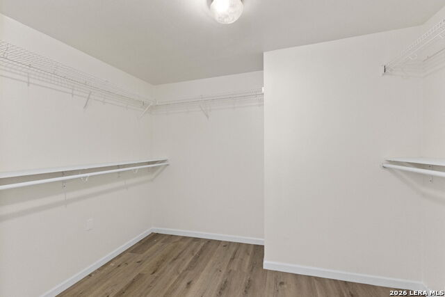 Image 16 of 32 For 4039 Angel Trumpet