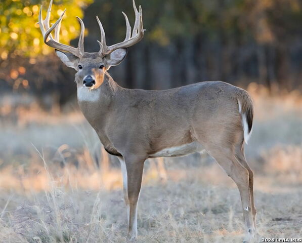 Details for 149,150,151 Fm 1796, Dhanis, TX 78860