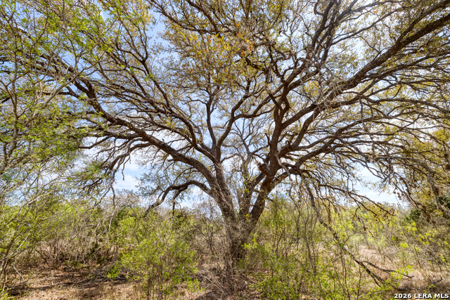 Listing photo id 8 for 149,150,151 Fm 1796