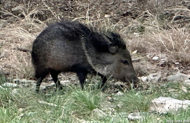 Listing photo id 15 for 149,150,151 Fm 1796