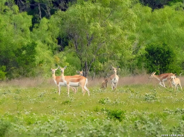 Listing photo id 18 for 149,150,151 Fm 1796