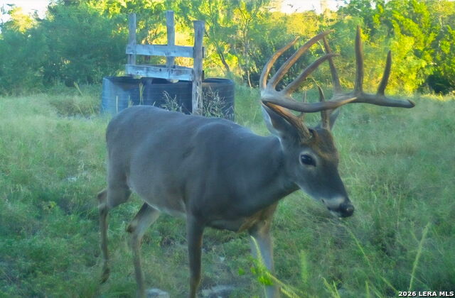 Listing photo id 3 for 149,150,151 Fm 1796