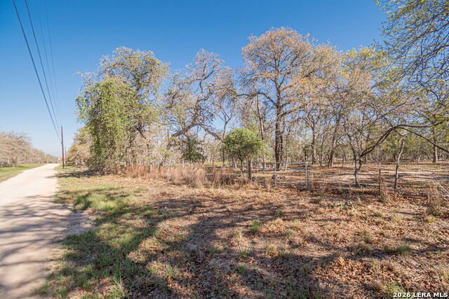 Image 10 of 24 For 526 Turkey Tree