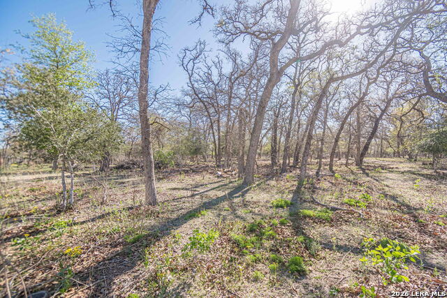 Image 13 of 24 For 526 Turkey Tree