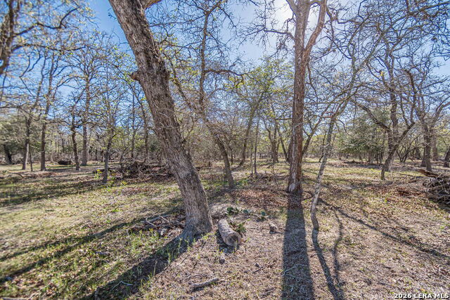 Image 14 of 24 For 526 Turkey Tree