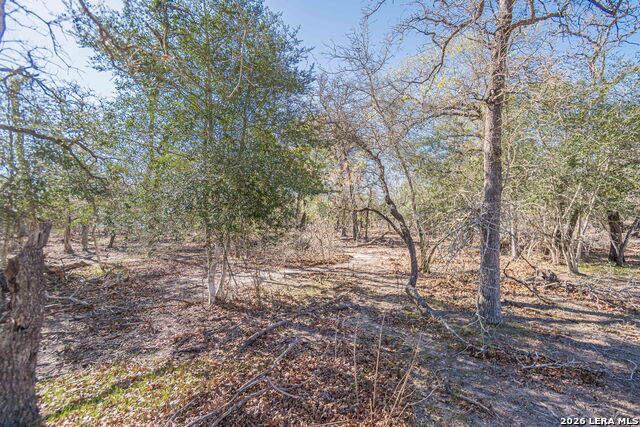 Image 16 of 24 For 526 Turkey Tree