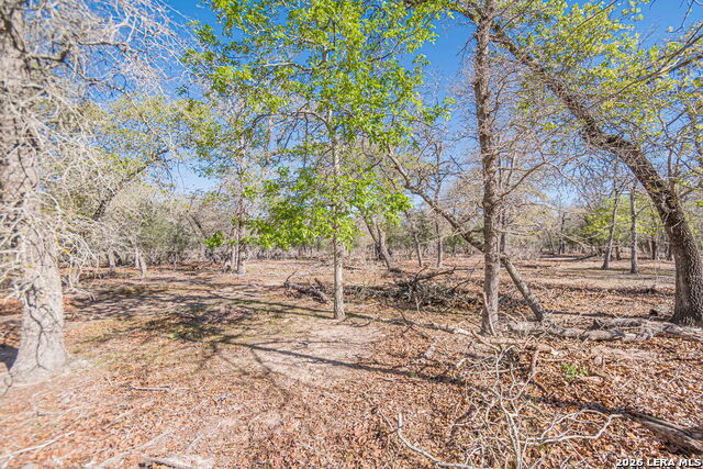 Image 17 of 24 For 526 Turkey Tree