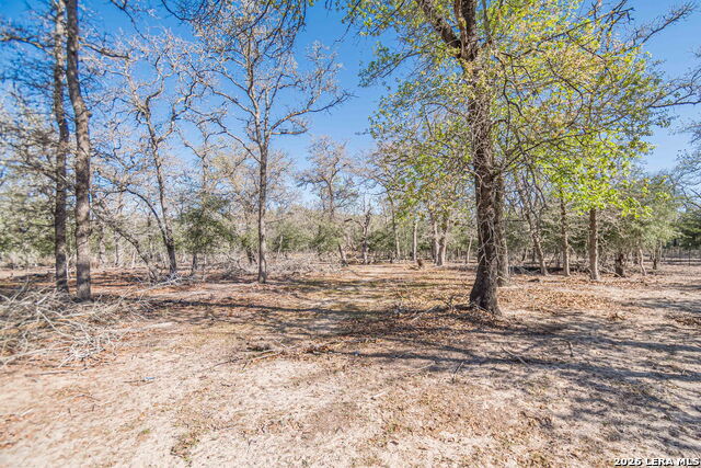 Image 18 of 24 For 526 Turkey Tree