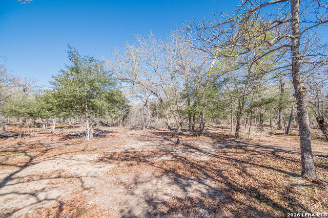 Image 19 of 24 For 526 Turkey Tree