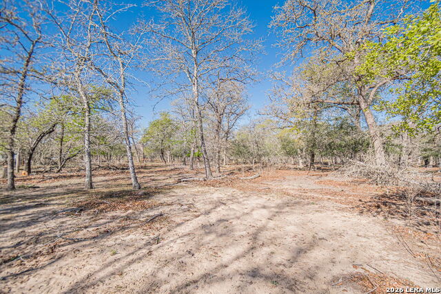 Image 20 of 24 For 526 Turkey Tree