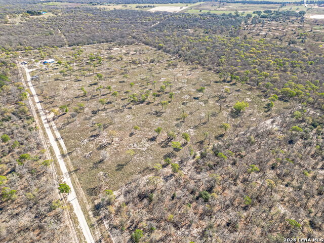 Image 4 of 24 For 526 Turkey Tree