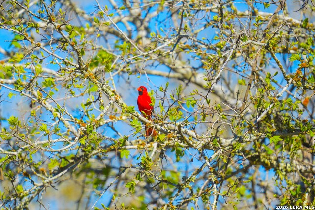 Listing photo id 12 for 9521 Fm 1303