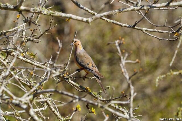 Listing photo id 13 for 9521 Fm 1303