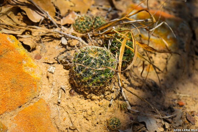 Listing photo id 17 for 9521 Fm 1303