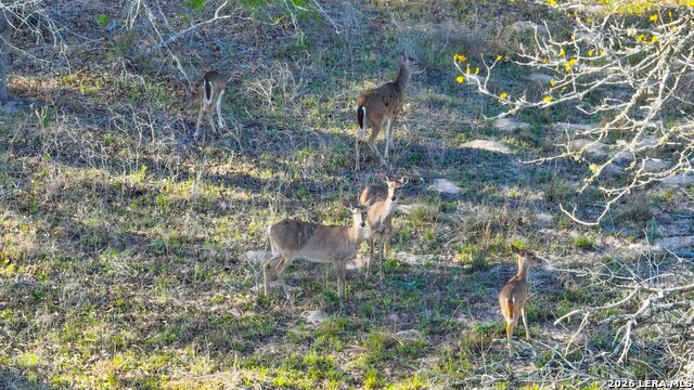 Listing photo id 2 for 9521 Fm 1303