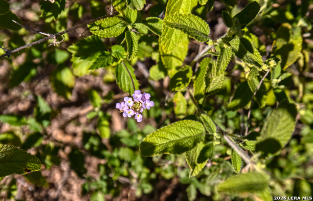 Listing photo id 12 for Tbd Salem Point Drive