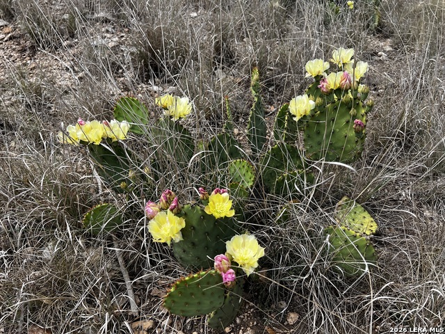 Image 3 of 8 For 16 Cedar Ridge