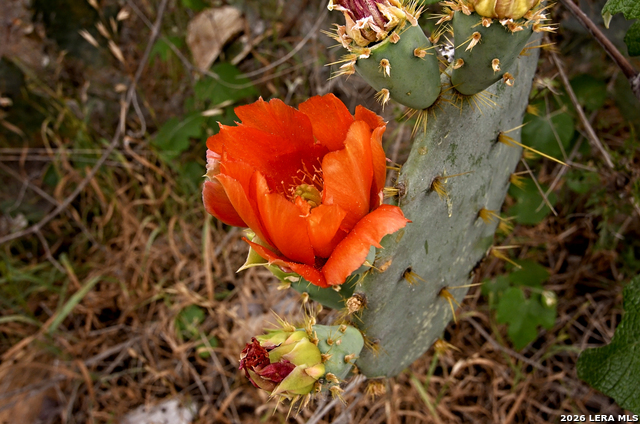 Image 10 of 24 For 101 Alfredo  