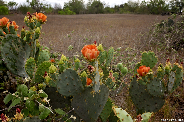 Image 9 of 24 For 101 Alfredo  