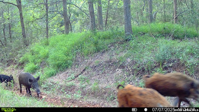 Image 13 of 57 For 01 Whitetail Dr