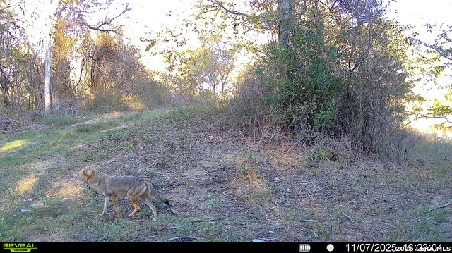 Image 16 of 57 For 01 Whitetail Dr