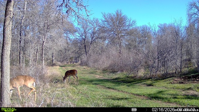 Image 21 of 57 For 01 Whitetail Dr