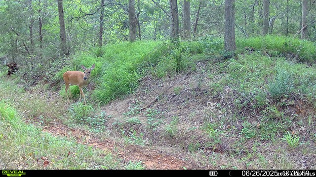 Image 26 of 57 For 01 Whitetail Dr