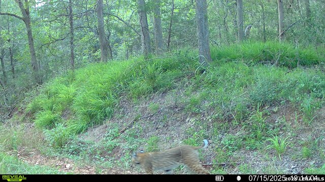 Image 29 of 57 For 01 Whitetail Dr