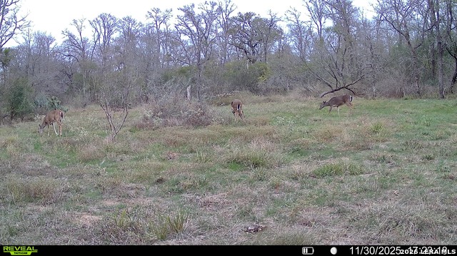 Image 31 of 57 For 01 Whitetail Dr