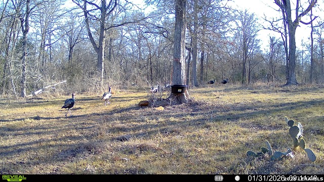 Image 35 of 57 For 01 Whitetail Dr