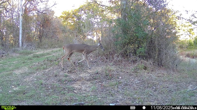 Image 37 of 57 For 01 Whitetail Dr