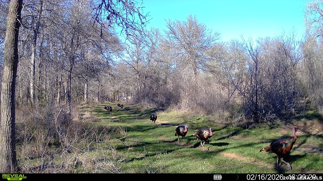 Image 40 of 57 For 01 Whitetail Dr