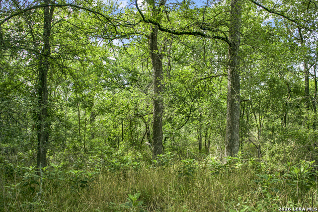 Image 43 of 57 For 01 Whitetail Dr