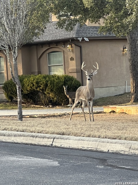 Image 36 of 38 For 1107 Saddle Horse