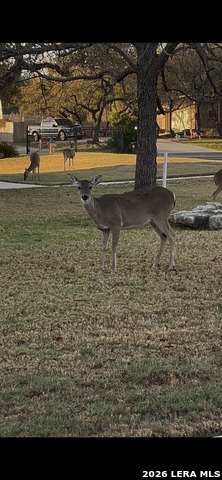 Image 37 of 38 For 1107 Saddle Horse