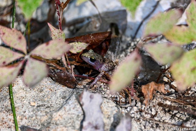 Image 25 of 50 For 417 Sparkling Springs Dr