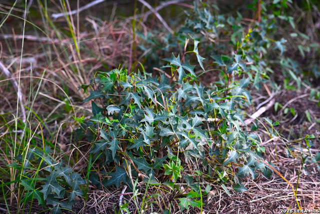 Image 30 of 50 For 417 Sparkling Springs Dr