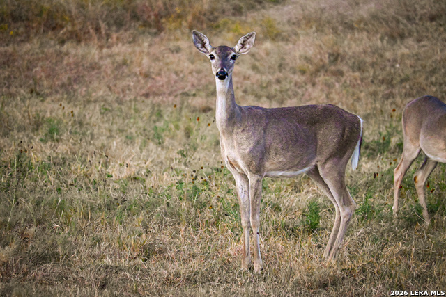 Image 37 of 50 For 417 Sparkling Springs Dr