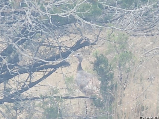 Image 6 of 6 For Tbd Buckskin