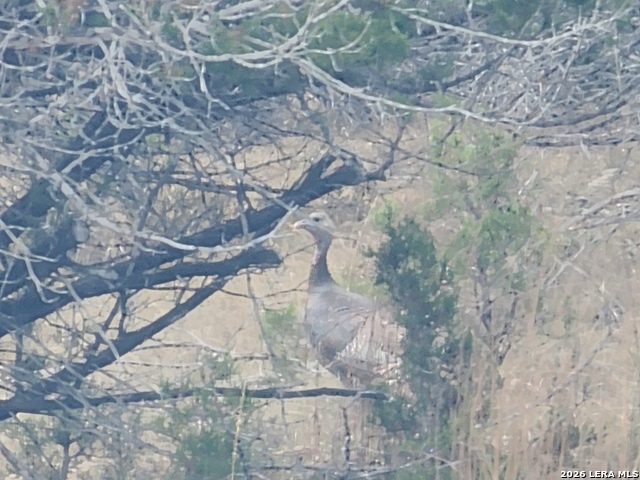 Details for Tbd Buckskin, Bandera, TX 78003