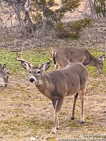 Image 40 of 48 For 23 Waring Rd