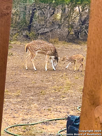 Image 5 of 48 For 23 Waring Rd