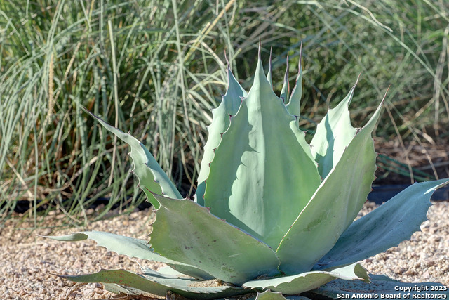 Image 7 of 17 For 636 Bodark Street