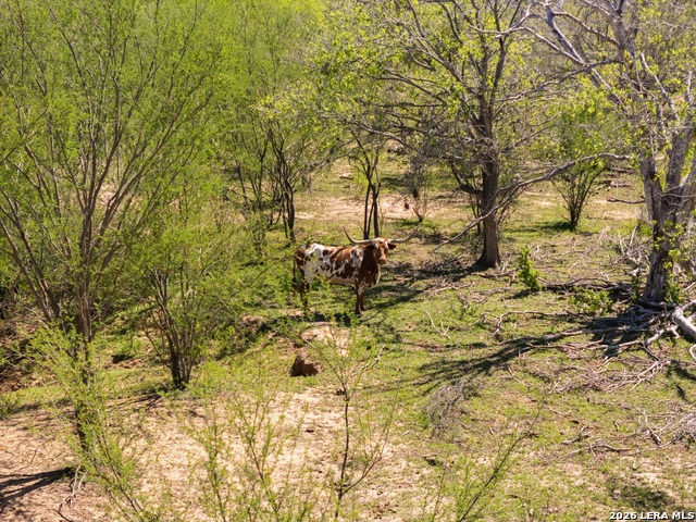 Listing photo id 10 for 1283 Loop 1604 W S