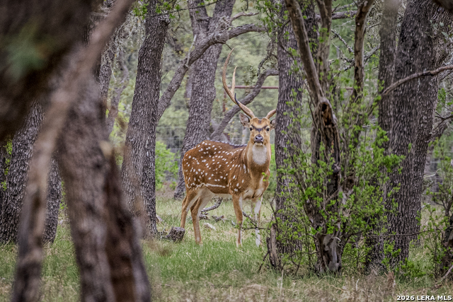 Details for Tbd Sattler Rd, Spring Branch, TX 78070