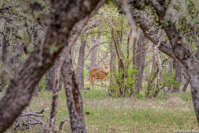 Image 12 of 46 For Tbd Sattler Rd