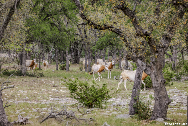 Image 18 of 46 For Tbd Sattler Rd